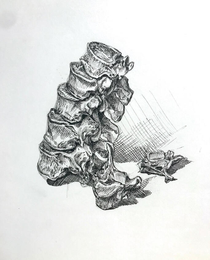 "Bone Study" 2020, Micron Pen Drawing